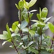 BLOOMIQUE - Laurus Nobilis - Laurier-sauce - Plantes de jardin - Rustique - Hauteur 40-50 cm - Pot 15 cm - vignette