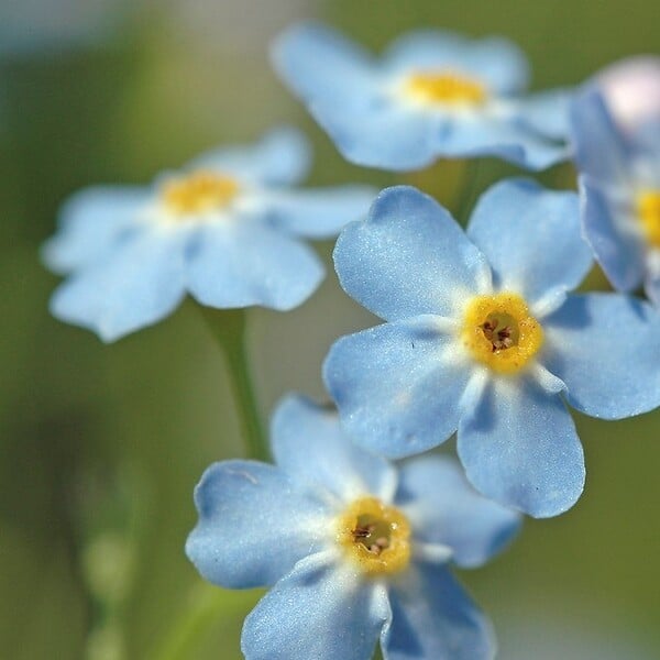 BLOOMIQUE - Myosotis Palustris - Myosotis des marais - Plantes de bassin - H. 10-20 cm - P. 9 cm - large
