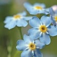 BLOOMIQUE - Myosotis Palustris - Myosotis des marais - Plantes de bassin - H. 10-20 cm - P. 9 cm - vignette