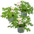 BLOOMIQUE - Lot de 3 - Pelargonium Graveolens - Géranium citronné - Anti-moustique - H. 15-30 cm - P. 10,5 cm - vignette