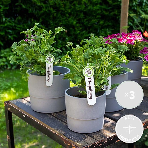 BLOOMIQUE - Lot de 3 - Pelargonium Graveolens - Géranium citronné - Anti-moustique - H. 15-30 cm - P. 10,5 cm - large