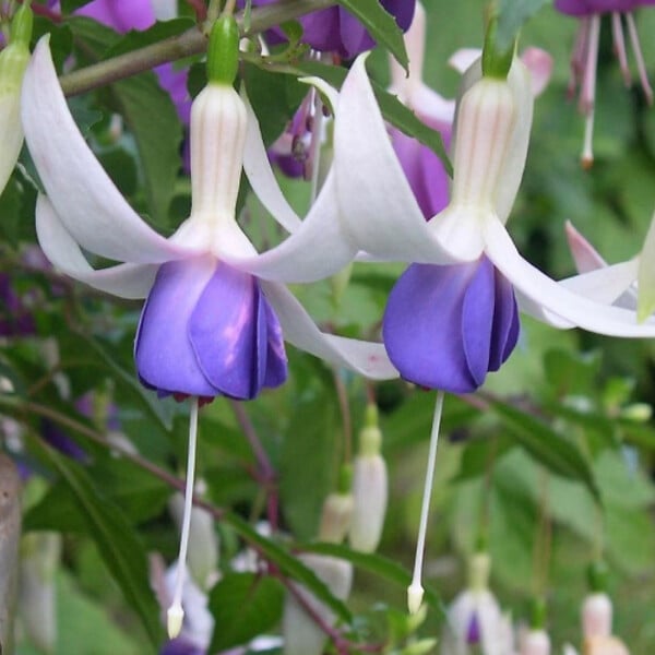 BLOOMIQUE - Lot de 3 - Fuchsia Delta Sarah - Fuchsiatte - Plantes de jardin - Résistante à l'hiver - P. 9 cm - large