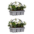 BLOOMIQUE - Lot de 2 - Helleborus Niger Christmas Carol - Rose de Noël - Plantes de jardin - H. 10-20 cm - vignette