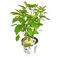 BLOOMIQUE - Hydrangea Strong Annabelle - Hortensia - Blanc - Plantes de jardin - H. 40-50 cm - P. 19 cm - vignette