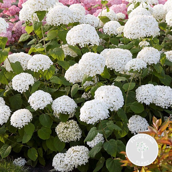 BLOOMIQUE - Hydrangea Strong Annabelle - Hortensia - Blanc - Plantes de jardin - H. 40-50 cm - P. 19 cm - large