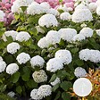 BLOOMIQUE - Hydrangea Strong Annabelle - Hortensia - Blanc - Plantes de jardin - H. 40-50 cm - P. 19 cm - vignette