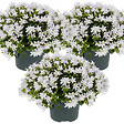 BLOOMIQUE - Lot de 3 - Campanula Ambella White - Campanule - Couvre-sol - H. 10-20 cm - P. 10,5 cm - vignette