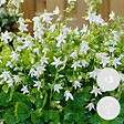 BLOOMIQUE - Lot de 3 - Campanula Ambella White - Campanule - Couvre-sol - H. 10-20 cm - P. 10,5 cm - vignette