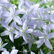 BLOOMIQUE - Lot de 3 - Campanula Ambella White - Campanule - Couvre-sol - H. 10-20 cm - P. 10,5 cm - vignette