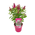 BLOOMIQUE - Buddleja Butterfly Little Ruby - Arbre aux papillons - Plantes de jardin - H. 30-40 cm - P. 19 cm - vignette