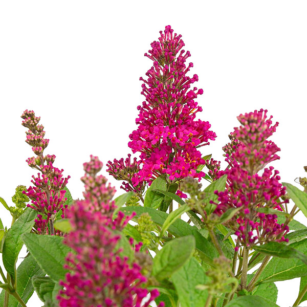 BLOOMIQUE - Buddleja Butterfly Little Ruby - Arbre aux papillons - Plantes de jardin - H. 30-40 cm - P. 19 cm - large