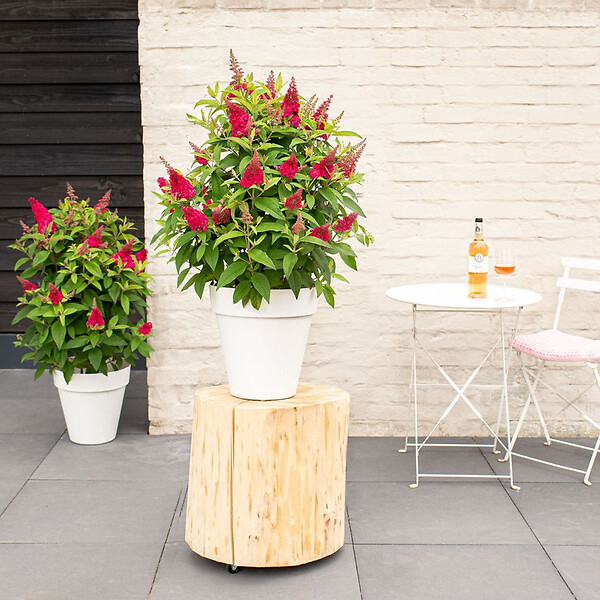 BLOOMIQUE - Buddleja Butterfly Little Ruby - Arbre aux papillons - Plantes de jardin - H. 30-40 cm - P. 19 cm - large