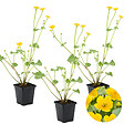 BLOOMIQUE - Lot de 3 - Caltha Palustris - Populage des marais - Plantes de bassin - H. 15-25 cm - P. 9 cm - vignette