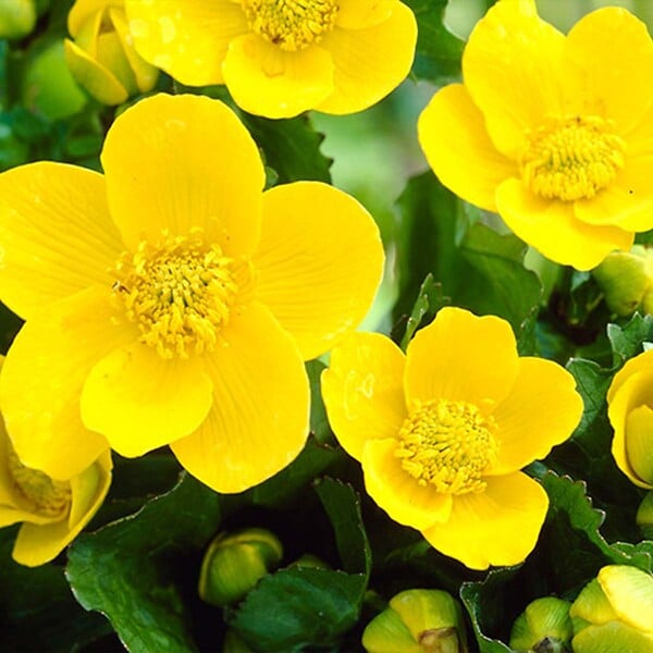 BLOOMIQUE - Lot de 3 - Caltha Palustris - Populage des marais - Plantes de bassin - H. 15-25 cm - P. 9 cm - large