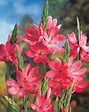 BLOOMIQUE - Schizostylis 'Mrs Hegarty' - Lis des Cafres rose - Glaïeul des marais - H. 10-20 cm - P. 9 cm - vignette