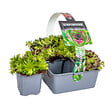 BLOOMIQUE - Lot de 6 - Sedum Mix - Orpin - Plantes de jardin - Résistante au gel - H. 8-12 cm - P. 7 cm - vignette