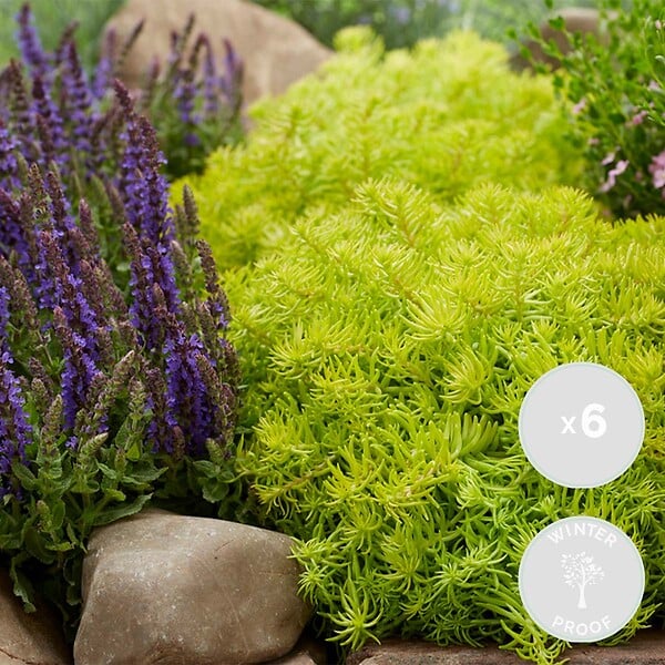 BLOOMIQUE - Lot de 6 - Sedum Mix - Orpin - Plantes de jardin - Résistante au gel - H. 8-12 cm - P. 7 cm - large