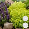 BLOOMIQUE - Lot de 6 - Sedum Mix - Orpin - Plantes de jardin - Résistante au gel - H. 8-12 cm - P. 7 cm - vignette