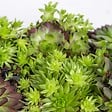 BLOOMIQUE - Lot de 6 - Sedum Mix - Orpin - Plantes de jardin - Résistante au gel - H. 8-12 cm - P. 7 cm - vignette