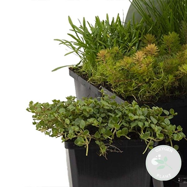 BLOOMIQUE - Lot de 6 - Plantes de bassin oxygénantes - Hippuris - Hydrocotyle - H. 15-25 cm - P. 9 cm - large