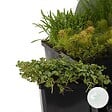 BLOOMIQUE - Lot de 6 - Plantes de bassin oxygénantes - Hippuris - Hydrocotyle - H. 15-25 cm - P. 9 cm - vignette