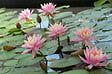 BLOOMIQUE - Lot de 2 - Nymphaea Wilfron Gonnere - Nénuphar - Rose - Plantes de bassin - H. 10-20 cm - P. 11 cm - vignette