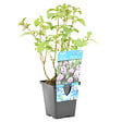 BLOOMIQUE - Mentha Aquatica - Menthe aquatique - Plantes de bassin - Plantes aquatiques - H. 10-20 cm - P. 9 cm - vignette