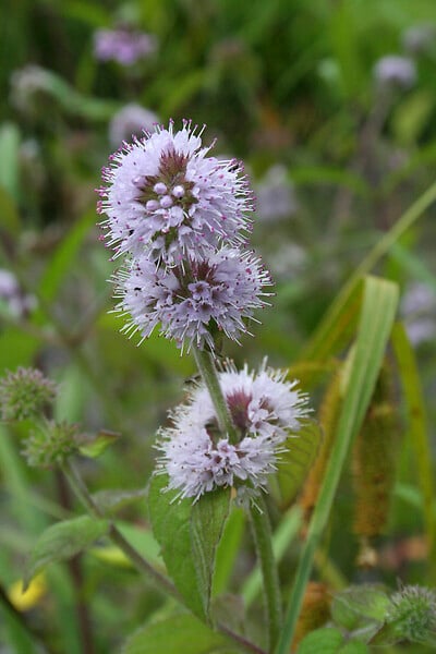 BLOOMIQUE - Mentha Aquatica - Menthe aquatique - Plantes de bassin - Plantes aquatiques - H. 10-20 cm - P. 9 cm - large
