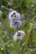 BLOOMIQUE - Mentha Aquatica - Menthe aquatique - Plantes de bassin - Plantes aquatiques - H. 10-20 cm - P. 9 cm - vignette