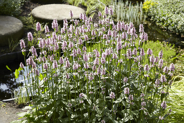 BLOOMIQUE - Mentha Aquatica - Menthe aquatique - Plantes de bassin - Plantes aquatiques - H. 10-20 cm - P. 9 cm - large