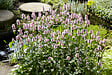 BLOOMIQUE - Mentha Aquatica - Menthe aquatique - Plantes de bassin - Plantes aquatiques - H. 10-20 cm - P. 9 cm - vignette