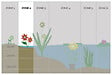 BLOOMIQUE - Mentha Aquatica - Menthe aquatique - Plantes de bassin - Plantes aquatiques - H. 10-20 cm - P. 9 cm - vignette