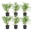 BLOOMIQUE - Lot de 6 - Fargesia Rufa - Bambou - Non traçant - Rustique - Persistant - H. 20-30 cm - P. 10 cm - vignette