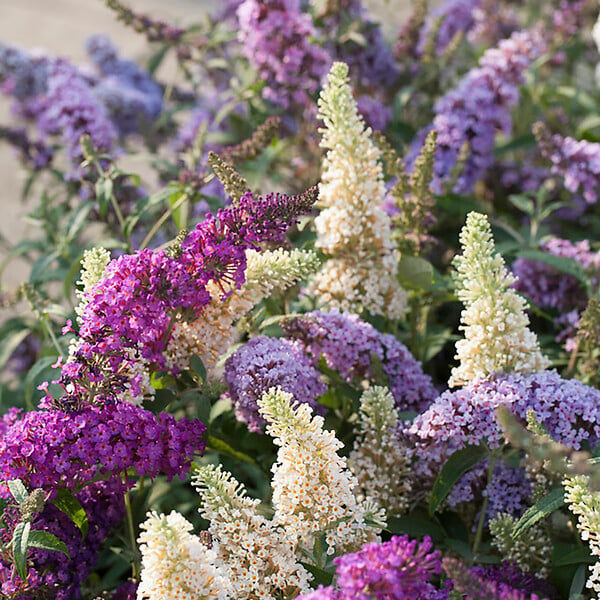 BLOOMIQUE - Lot de 3 - Buddleja Davidii - Arbre aux papillons - Rose, Violet, Blanc - H. 20-30 cm - P. 10,5 cm - large
