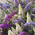 BLOOMIQUE - Lot de 3 - Buddleja Davidii - Arbre aux papillons - Rose, Violet, Blanc - H. 20-30 cm - P. 10,5 cm - vignette