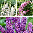 BLOOMIQUE - Lot de 3 - Buddleja Davidii - Arbre aux papillons - Rose, Violet, Blanc - H. 20-30 cm - P. 10,5 cm - vignette