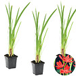 BLOOMIQUE - Lot de 3 - Schizostylis Coccinea - Lys des Cafres rouge - Glaïeul des marais - H. 10-20 cm - P. 9 cm - vignette