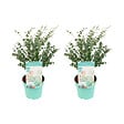 BLOOMIQUE - Lot de 2 - Eucalyptus Gunnii Azura - Eucalyptus - Plantes de jardin - H. 40-60 cm - P. 19 cm - vignette