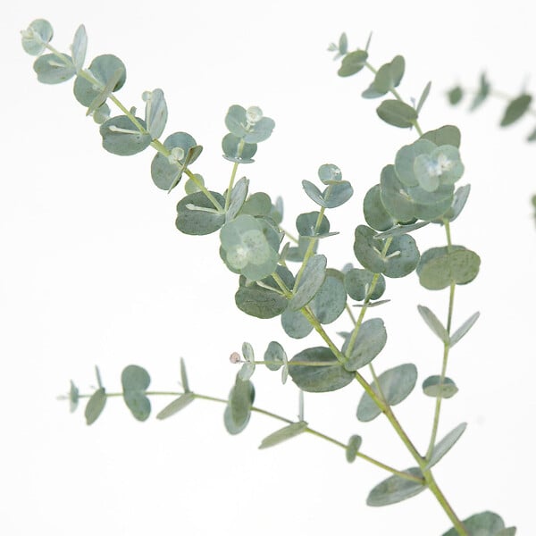 BLOOMIQUE - Lot de 2 - Eucalyptus Gunnii Azura - Eucalyptus - Plantes de jardin - H. 40-60 cm - P. 19 cm - large