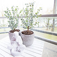 BLOOMIQUE - Lot de 2 - Eucalyptus Gunnii Azura - Eucalyptus - Plantes de jardin - H. 40-60 cm - P. 19 cm - vignette