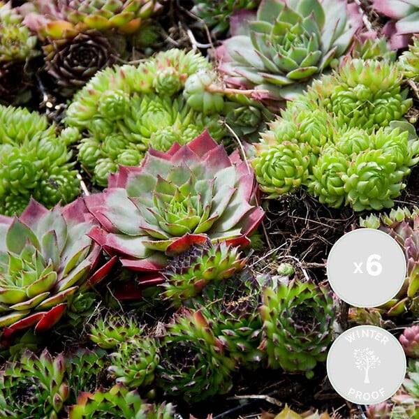 BLOOMIQUE - Lot de 6 - Sempervivum Mix - Joubarbe - Plantes de jardin - Résistante au gel - H. 8-12 cm - P. 7 cm - large