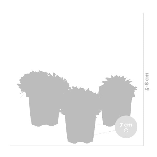 BLOOMIQUE - Lot de 6 - Sempervivum Mix - Joubarbe - Plantes de jardin - Résistante au gel - H. 8-12 cm - P. 7 cm - large