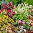 BLOOMIQUE - Lot de 6 - Sempervivum Mix - Joubarbe - Plantes de jardin - Résistante au gel - H. 8-12 cm - P. 7 cm - vignette