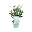 BLOOMIQUE - Eucalyptus Gunnii Azura - Plante d’eucalyptus - Plante de jardin - H. 40-60 cm - P. 19 cm - vignette
