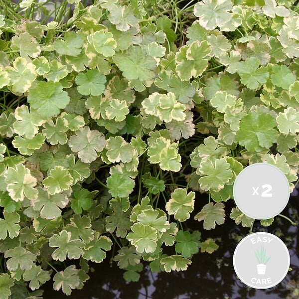 BLOOMIQUE - Lot de 2 - Hydrocotyle Variegata - Hydrocotyle panachée - Plantes de bassin - H. 10-20 cm - P. 11 cm - large