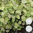 BLOOMIQUE - Lot de 2 - Hydrocotyle Variegata - Hydrocotyle panachée - Plantes de bassin - H. 10-20 cm - P. 11 cm - vignette