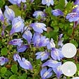 BLOOMIQUE - Lot de 6 - Mazus Reptans - Mazus rampant - Plantes de bassin - H. 10-20 cm - P. 9 cm - vignette
