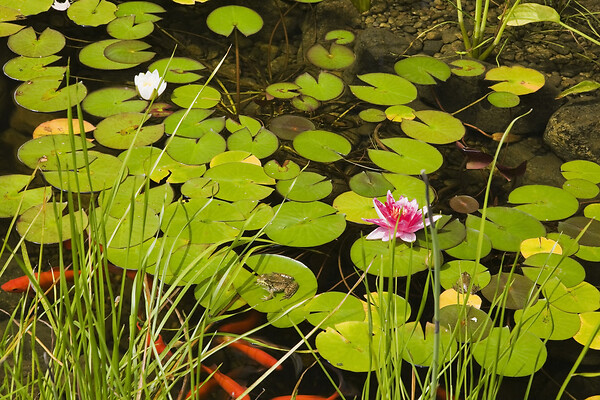 BLOOMIQUE - Nymphaea Attraction - Nénuphar - Rouge - Plantes de bassin - H. 10-20 cm - P. 11 cm - large