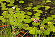 BLOOMIQUE - Nymphaea Attraction - Nénuphar - Rouge - Plantes de bassin - H. 10-20 cm - P. 11 cm - vignette