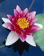 BLOOMIQUE - Nymphaea Attraction - Nénuphar - Rouge - Plantes de bassin - H. 10-20 cm - P. 11 cm - vignette